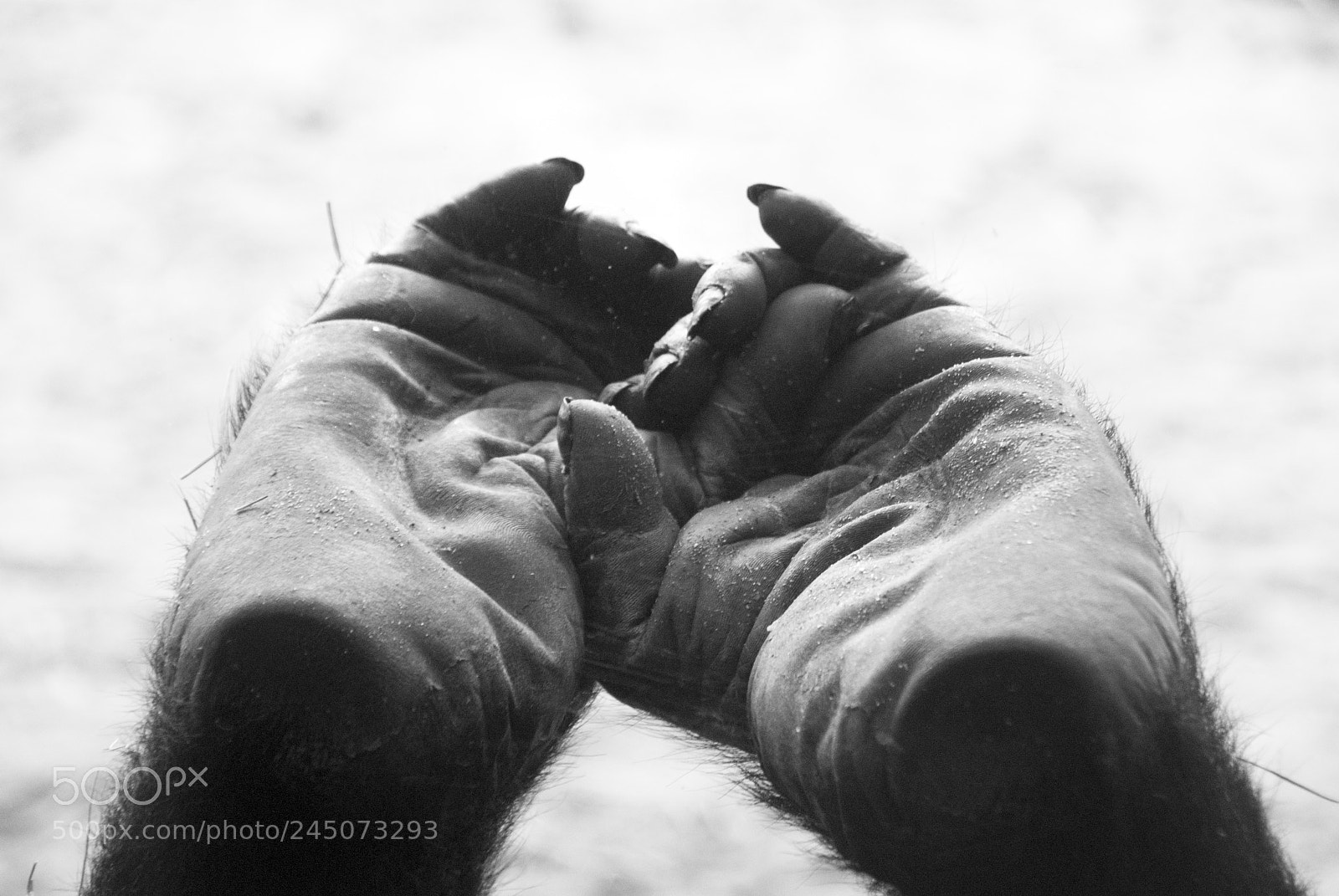 Nikon D60 sample photo. Feets photography
