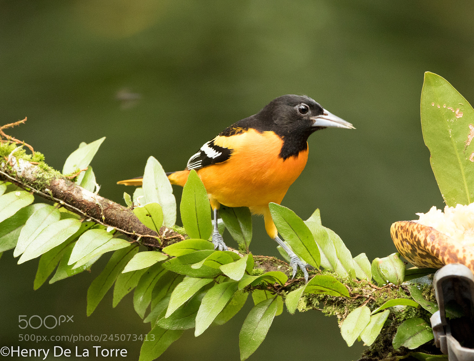 Canon EOS 7D Mark II sample photo. Baltimore oriole photography