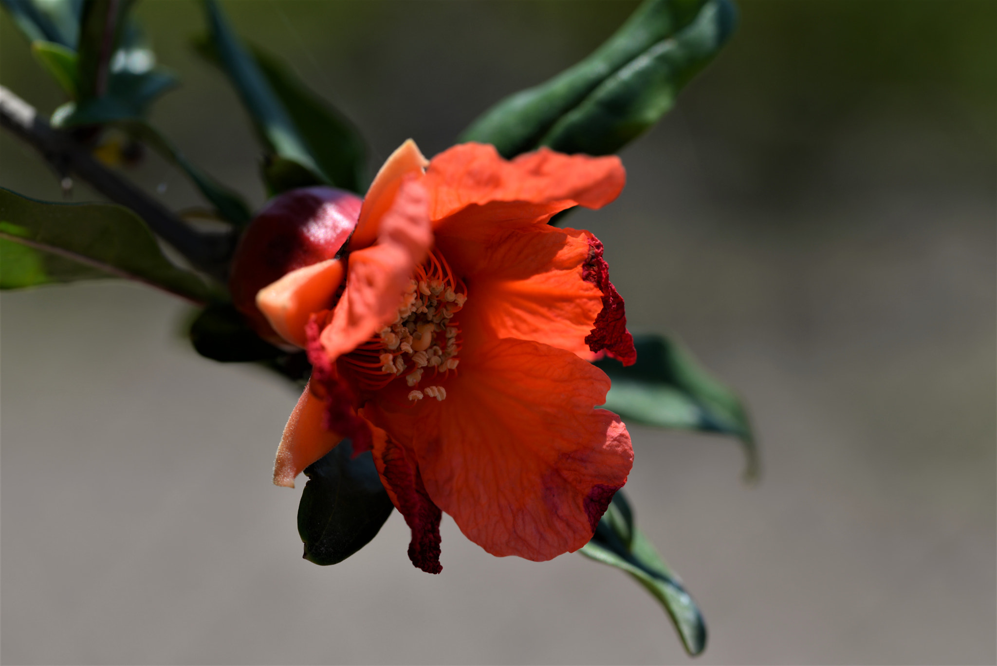 Sigma 105mm F2.8 EX DG OS HSM sample photo