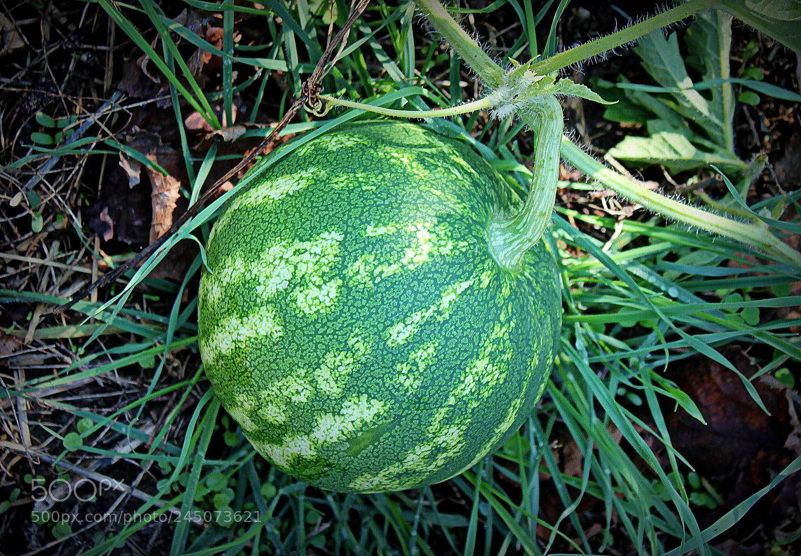Canon EOS 550D (EOS Rebel T2i / EOS Kiss X4) sample photo. Karpuz/watermelon photography
