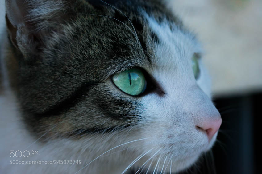Nikon D3400 sample photo. Eye of a wild photography