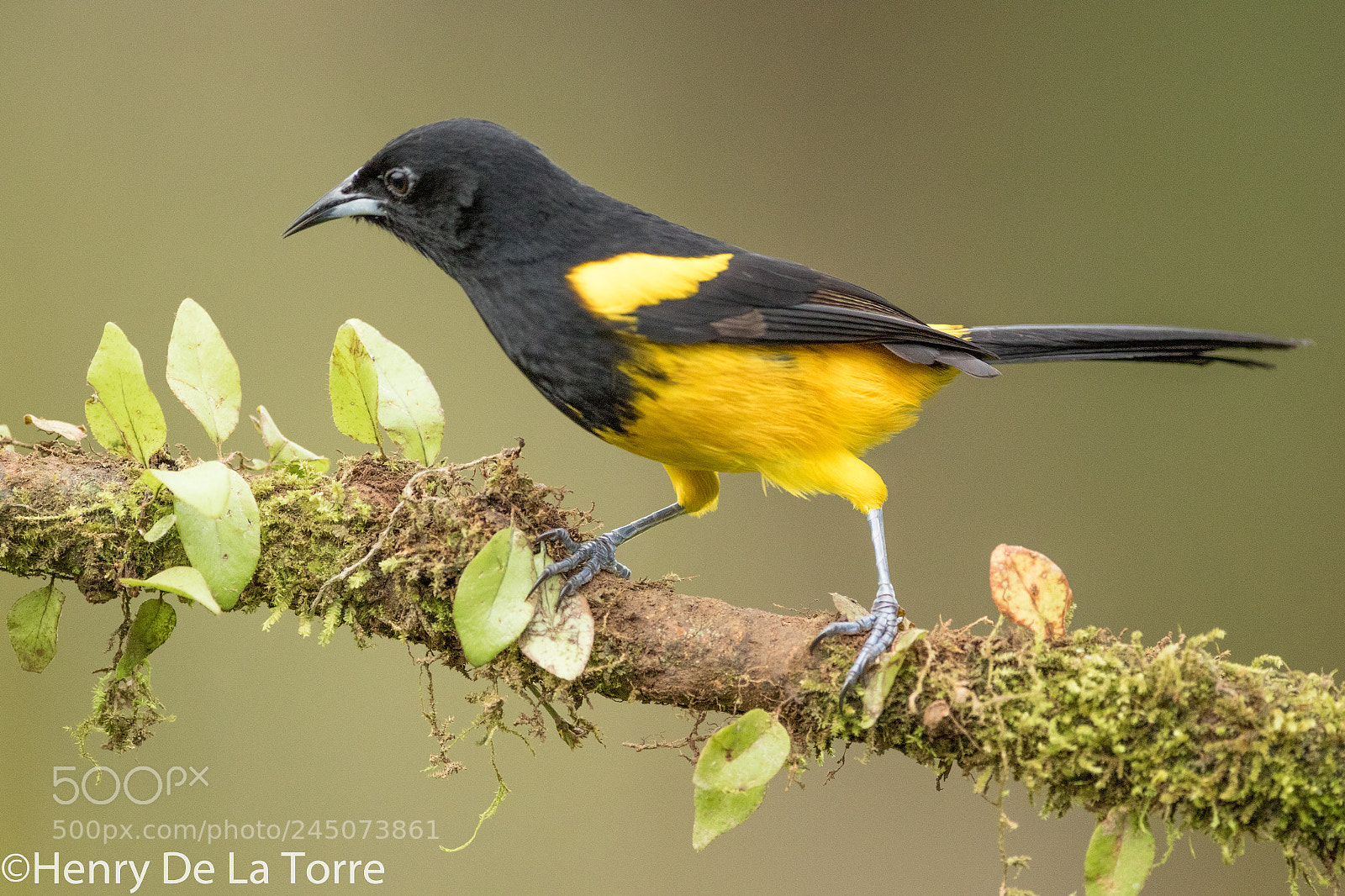 Canon EOS 7D Mark II sample photo. Black cowled oriole photography