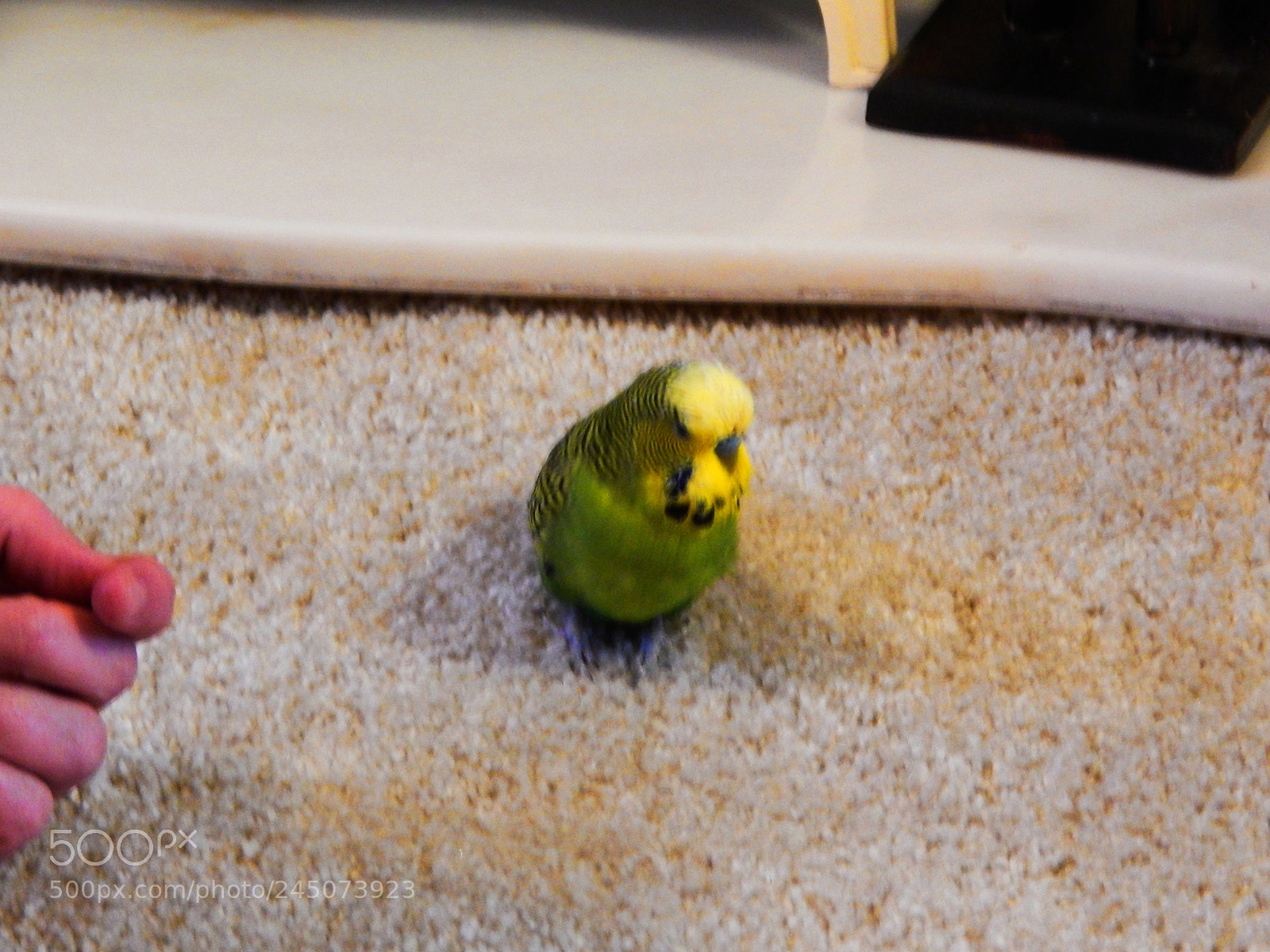 Nikon Coolpix L820 sample photo. Sammie the budgie photography