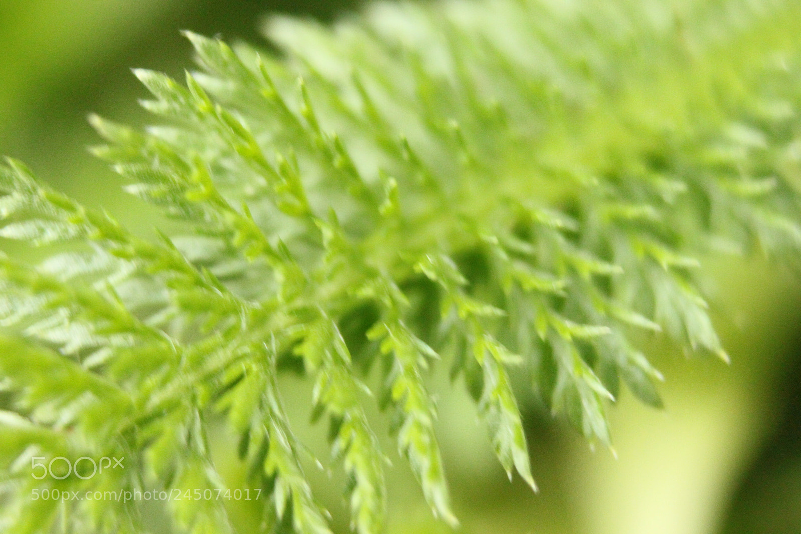 Canon EF-S 18-55mm F3.5-5.6 IS sample photo. Img photography