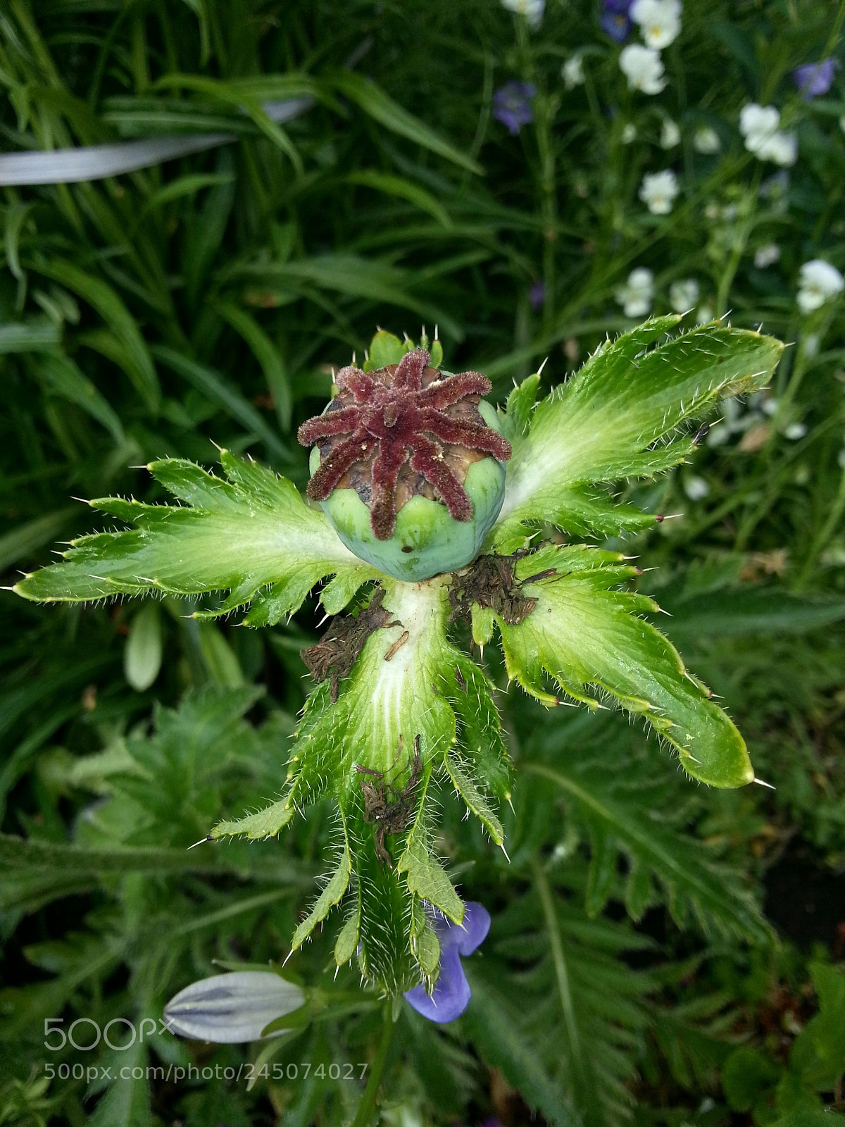 Samsung Galaxy Note2 sample photo. Untitled photography