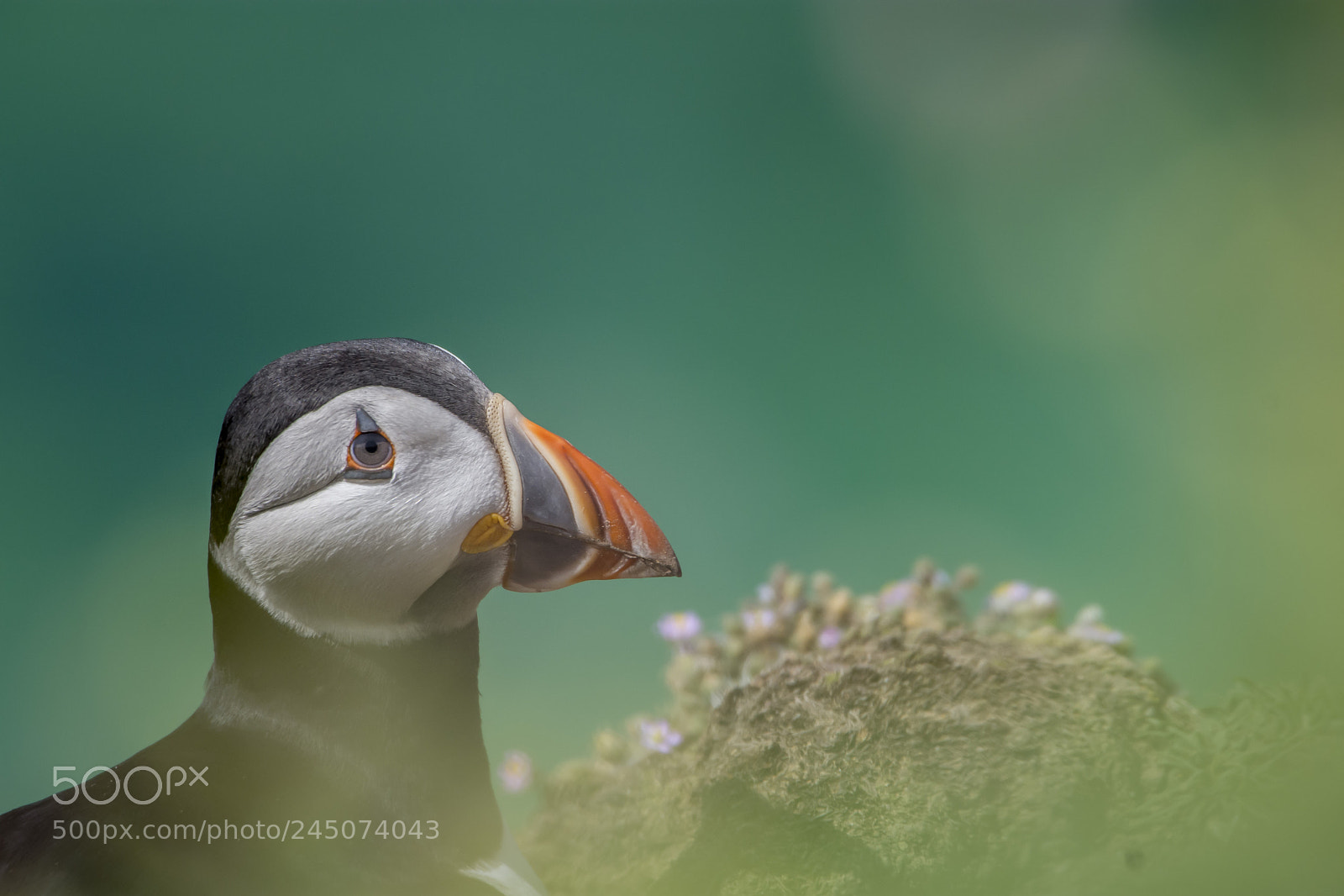 Nikon D7200 sample photo. Puffin irland 2017 photography