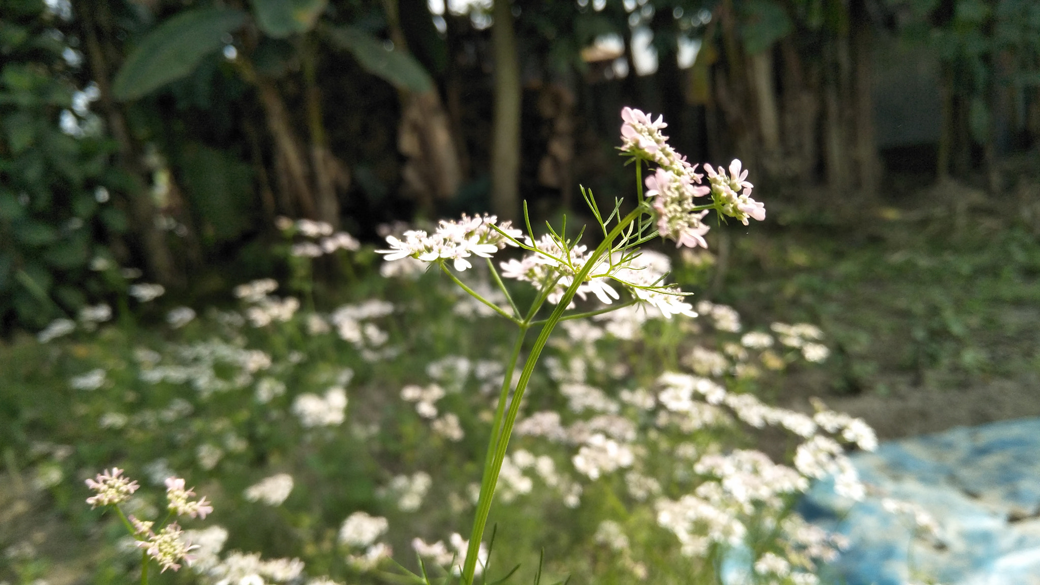 OPPO CPH1701 sample photo. Img photography