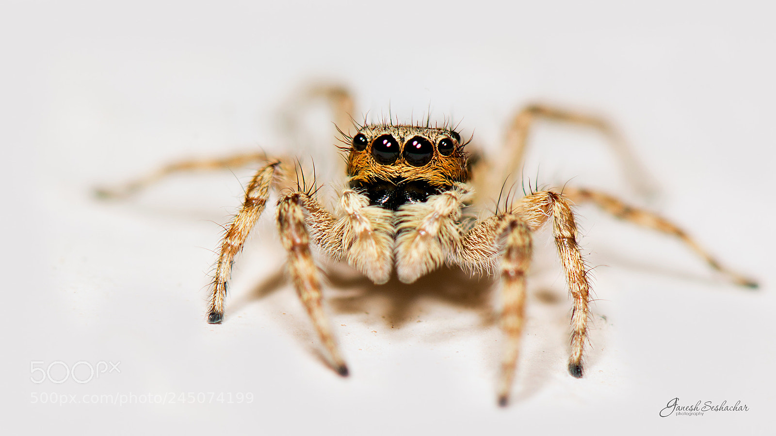 Nikon D7100 sample photo. Spider closeup photography