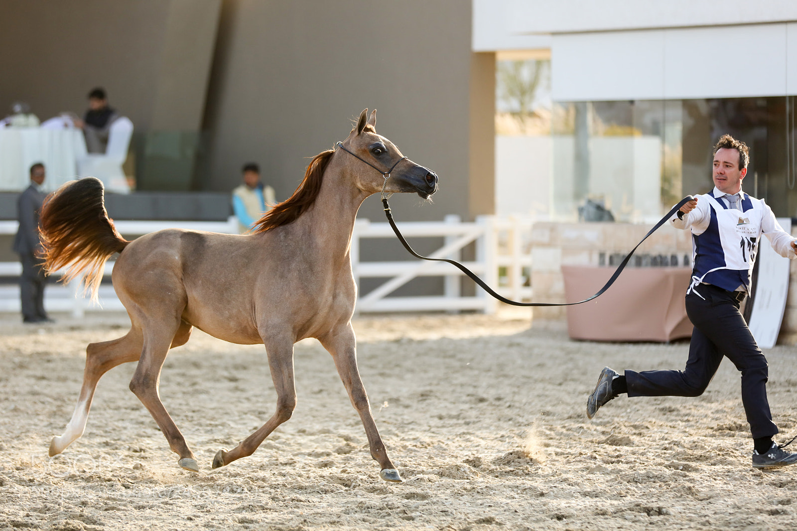 Canon EOS 5DS sample photo. Arabian horse photography