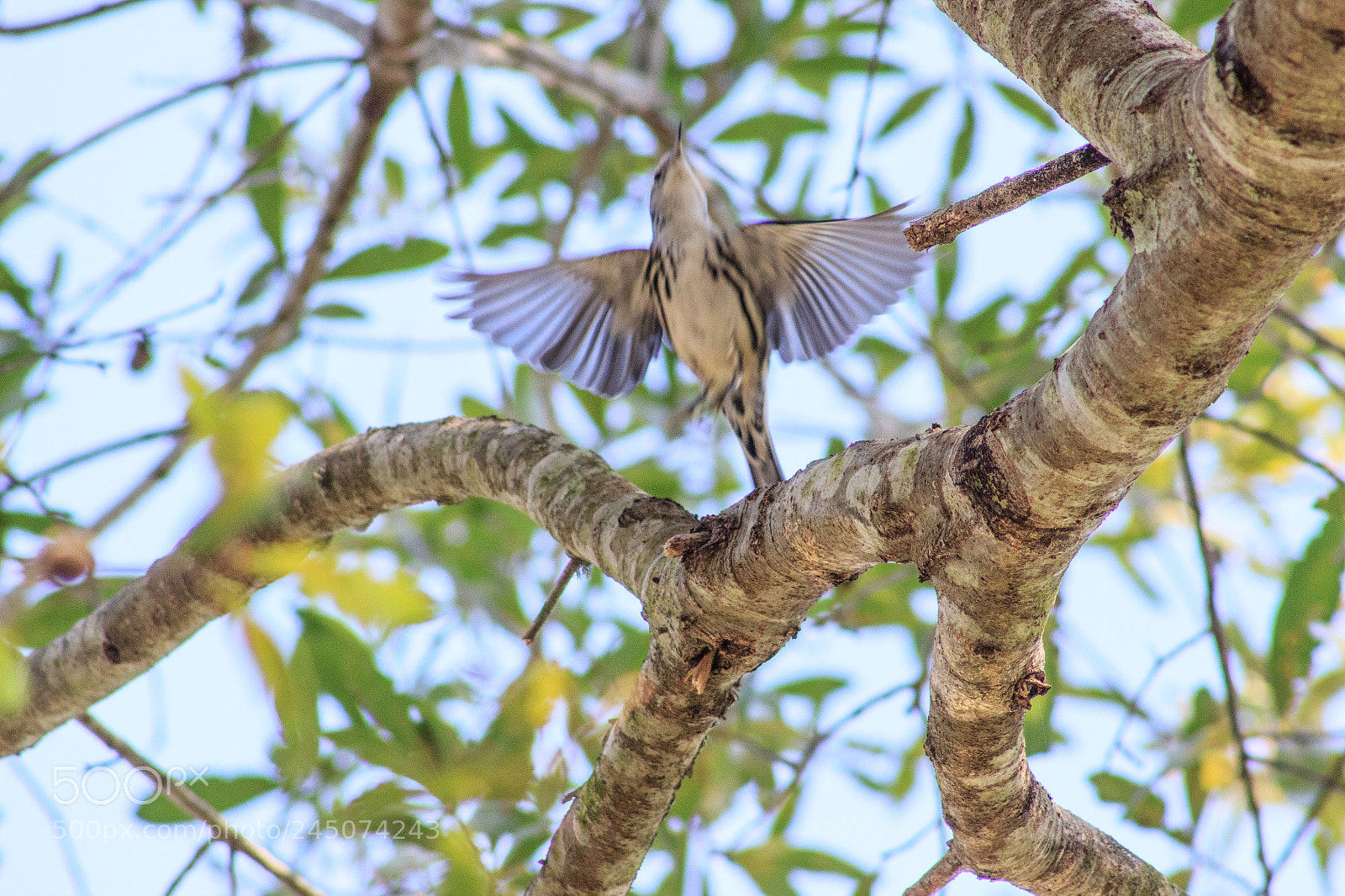 Canon EOS 600D (Rebel EOS T3i / EOS Kiss X5) sample photo. Black and white warbler photography
