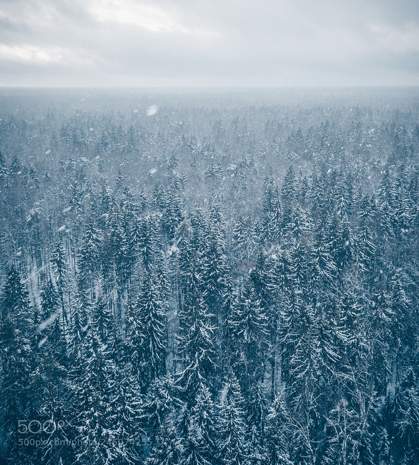 DJI FC220 sample photo. Winter forest photography