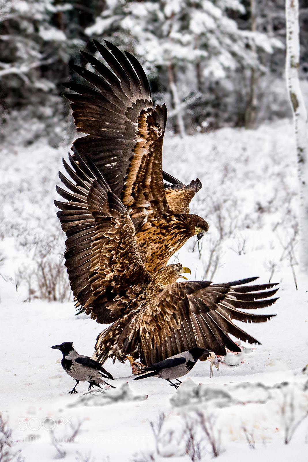 Nikon D610 sample photo. Eagels photography