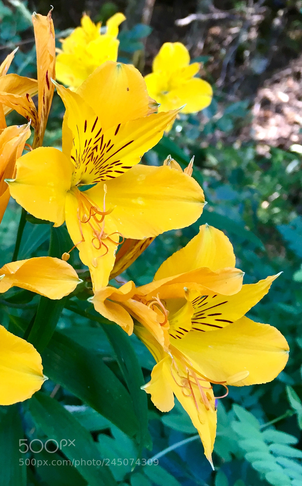 Apple iPhone 6s sample photo. Amancay photography