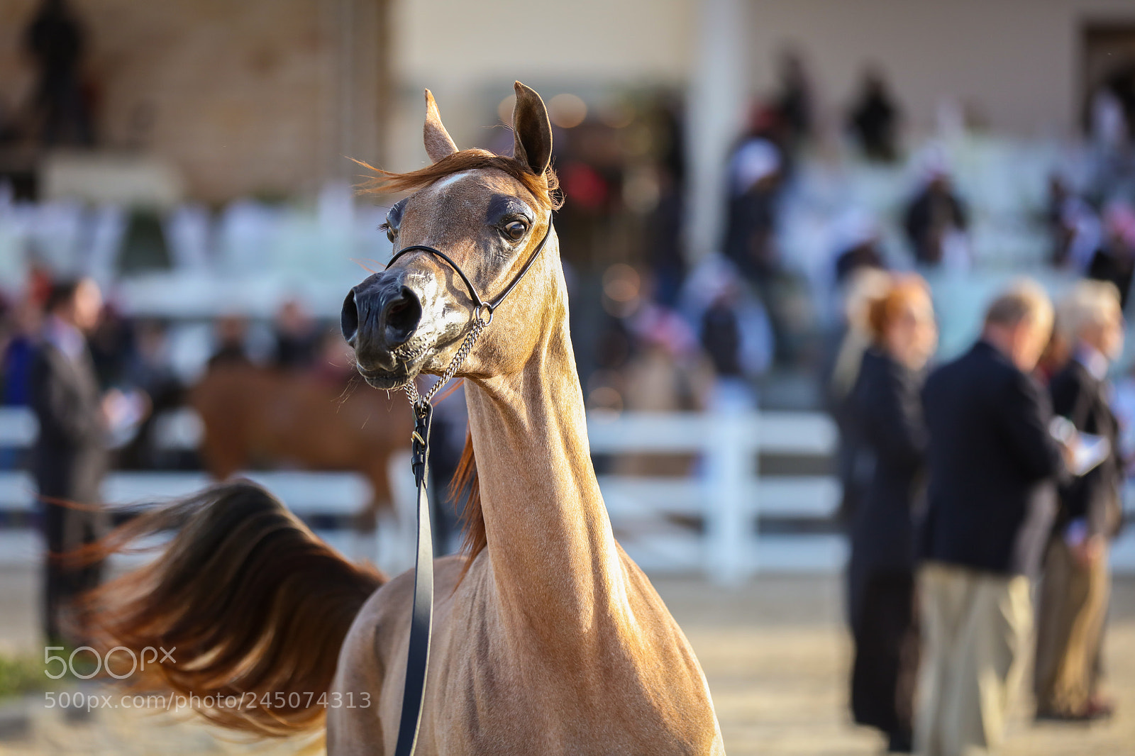 Canon EOS 5DS sample photo. Ia photography