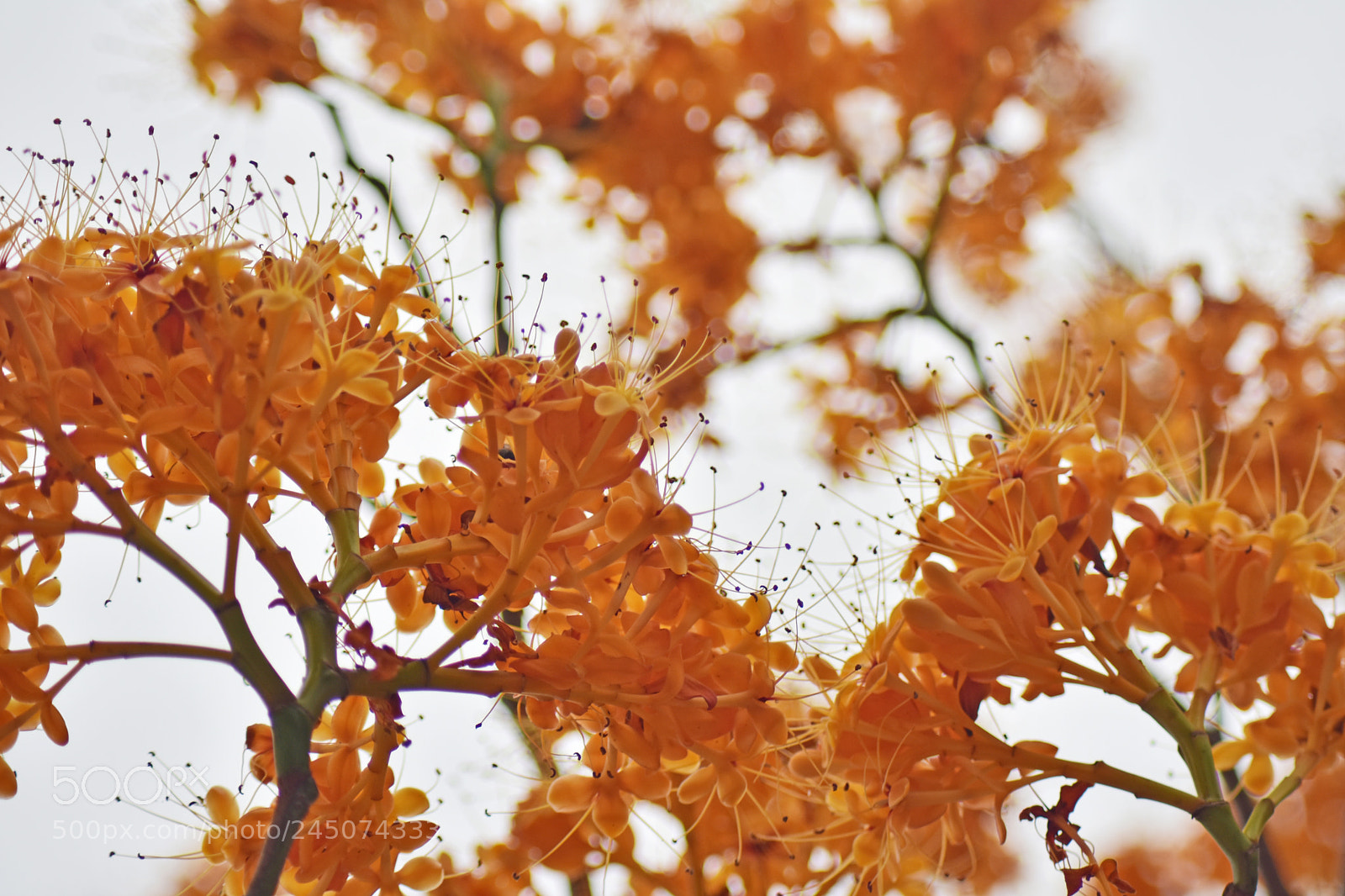 Nikon D7200 sample photo. Saraca dives pierre photography