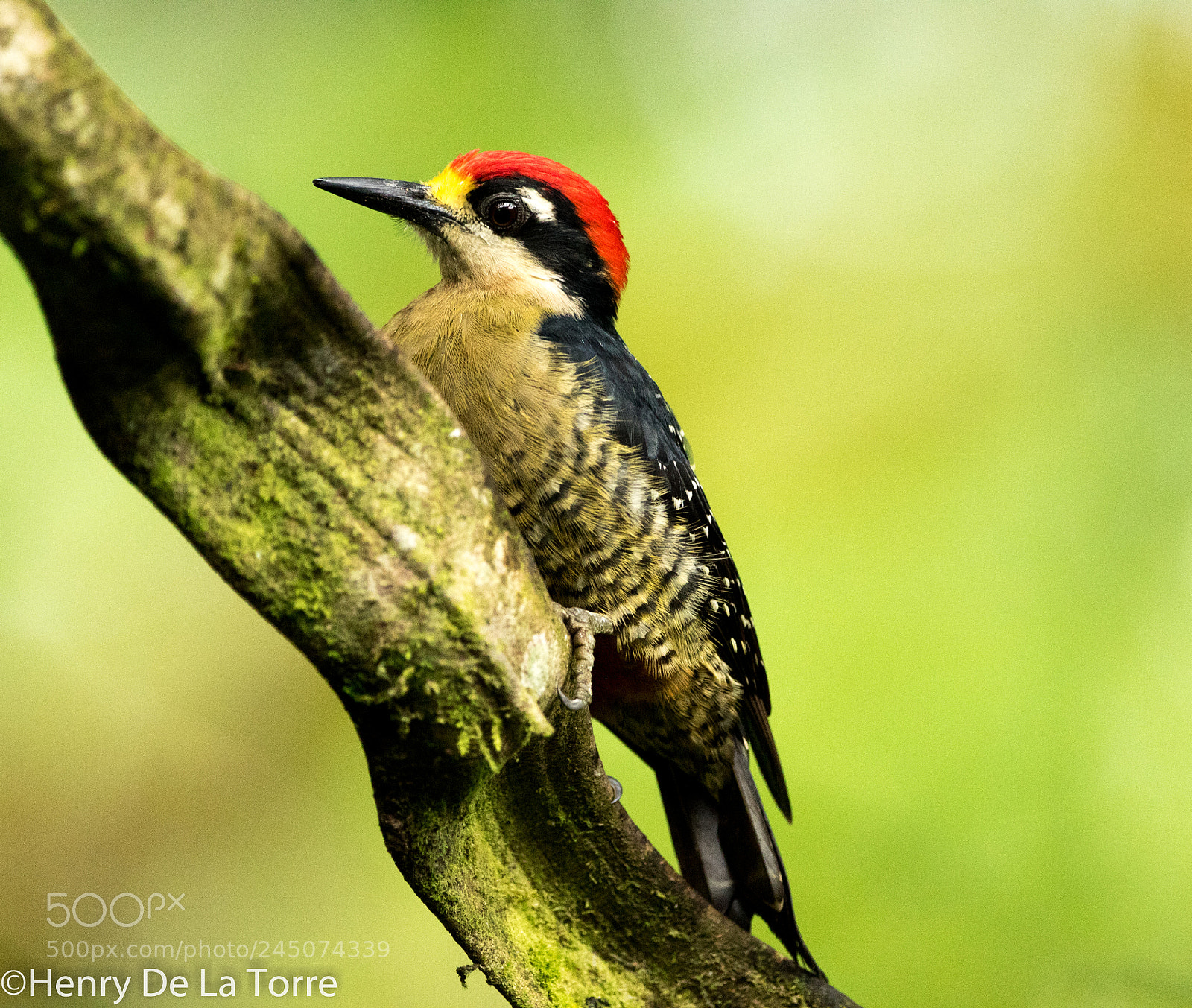 Canon EOS 7D Mark II sample photo. Black cheeked woodpecker photography