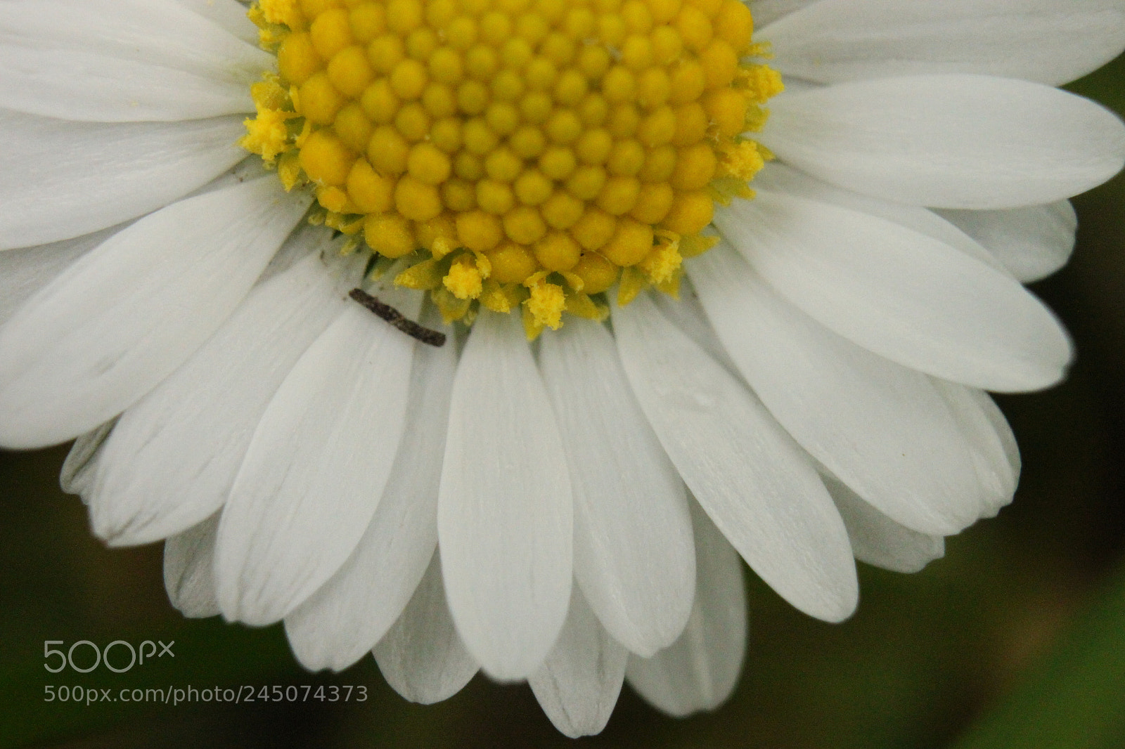 Canon EF-S 18-55mm F3.5-5.6 IS sample photo. Img photography