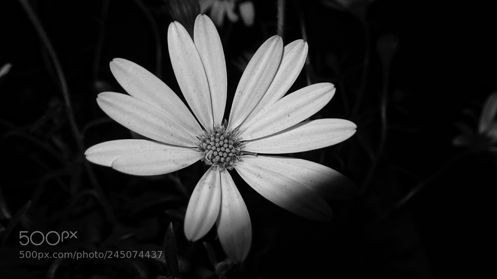 Sony Cyber-shot DSC-HX20V sample photo. Una simple flor de photography