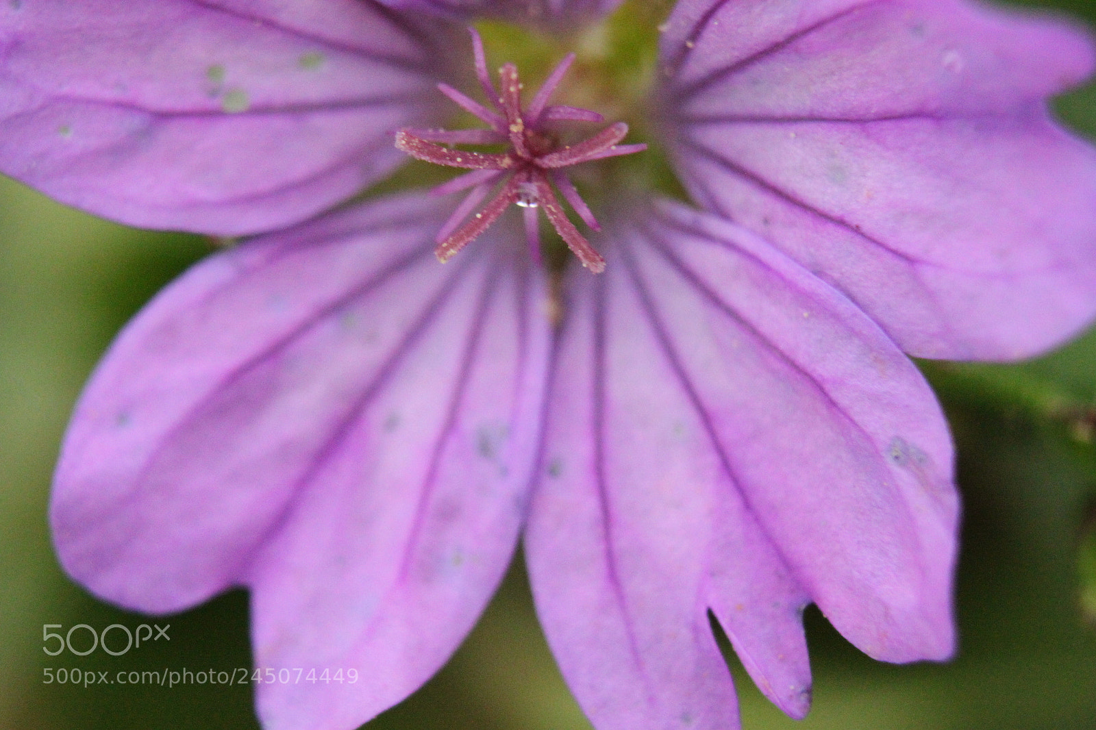 Canon EF-S 18-55mm F3.5-5.6 IS sample photo. Img photography