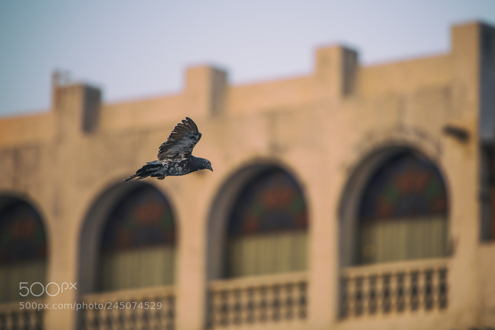 Nikon D850 sample photo. Flying photography