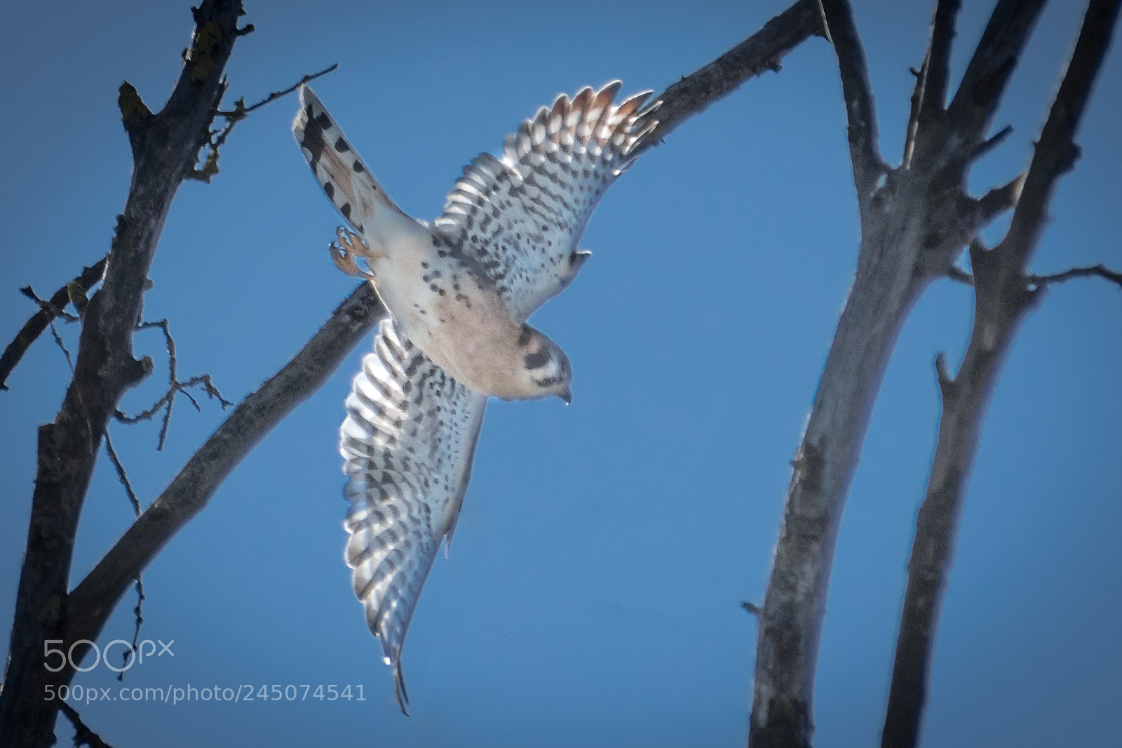 Nikon D500 sample photo. Kestrel diving photography