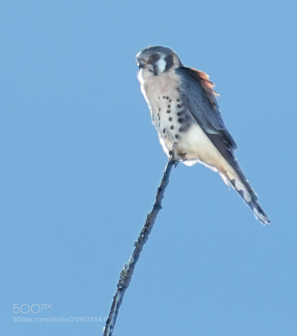 Nikon D500 sample photo. Kestrel photography