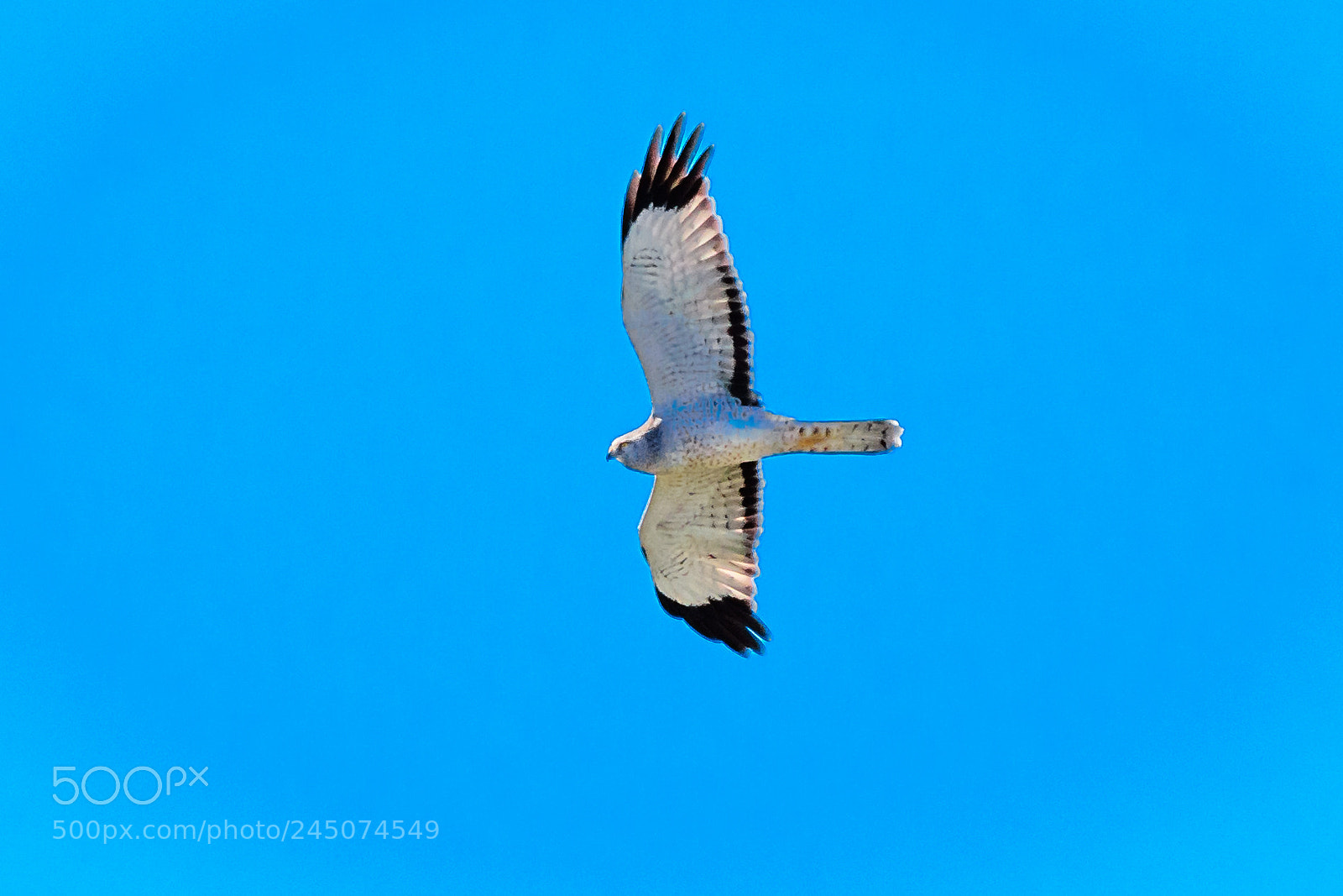 Nikon D500 sample photo. White-tailed kite photography