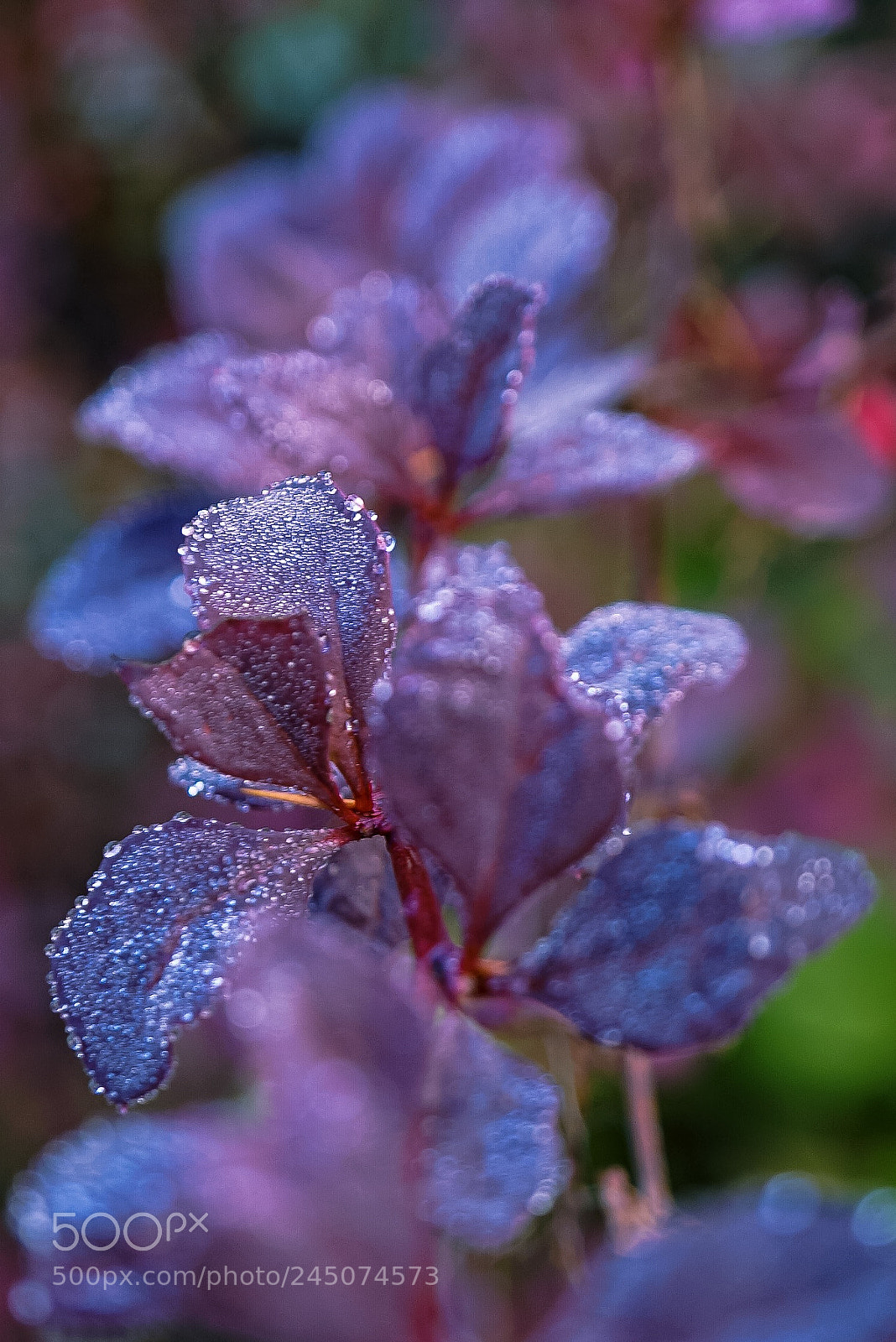 Sony a7 II sample photo. Gloria estefan-"mi tierra" photography