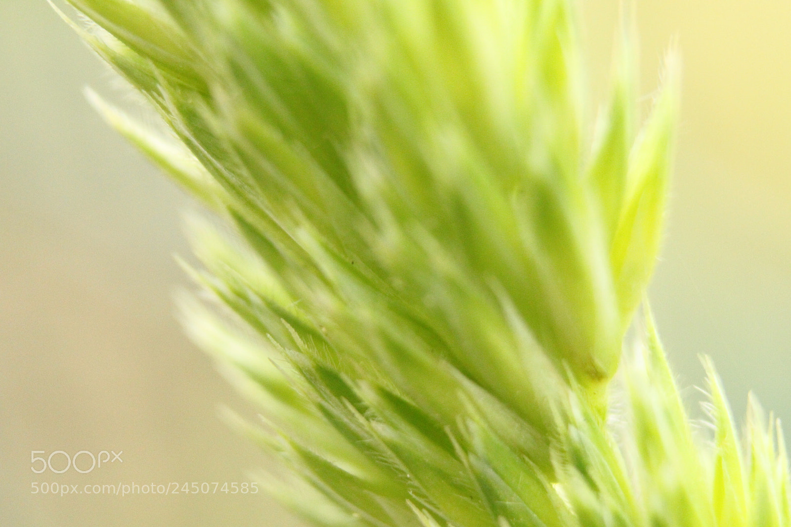 Canon EF-S 18-55mm F3.5-5.6 IS sample photo. Img photography