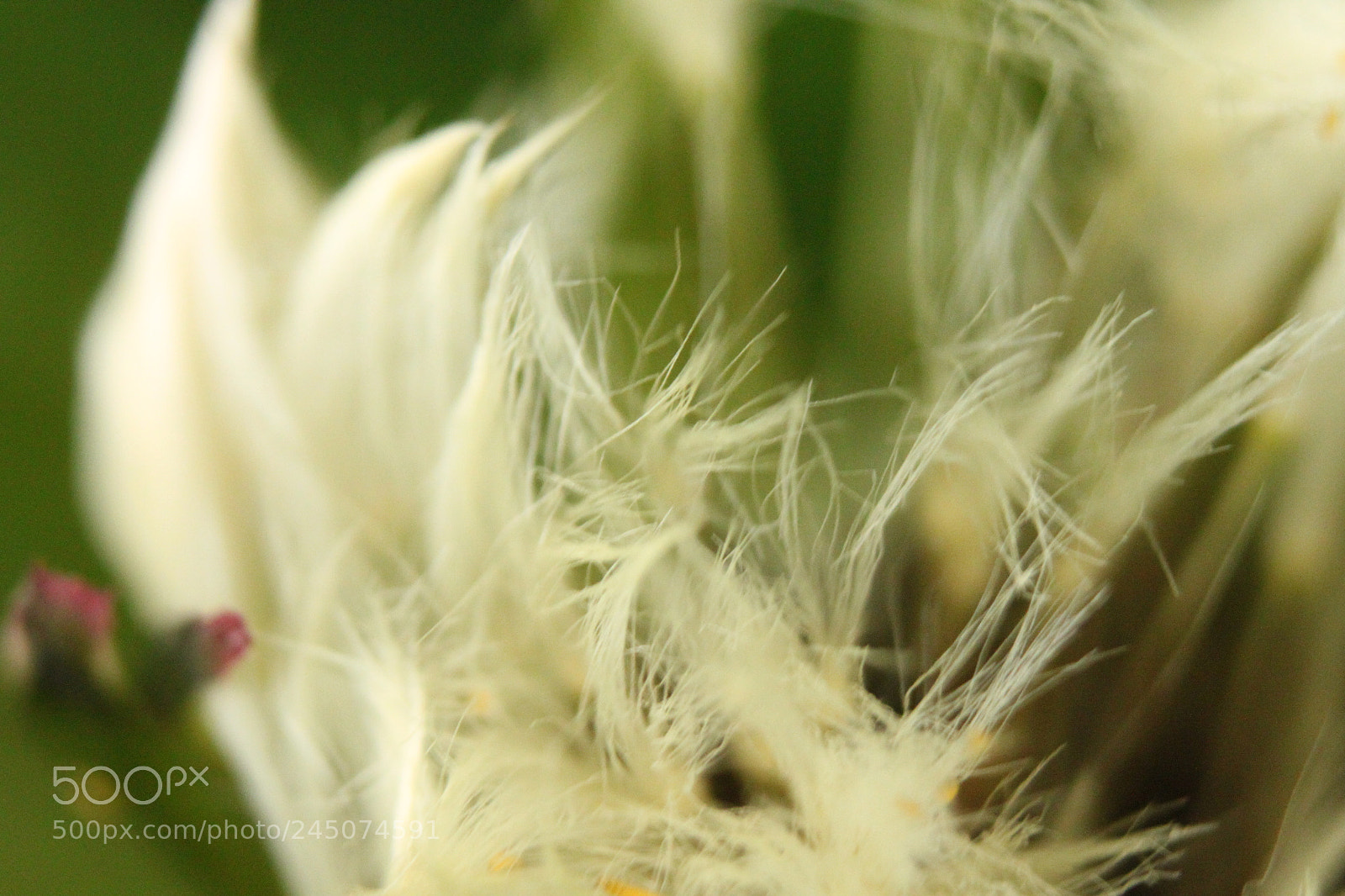 Canon EF-S 18-55mm F3.5-5.6 IS sample photo. Img photography