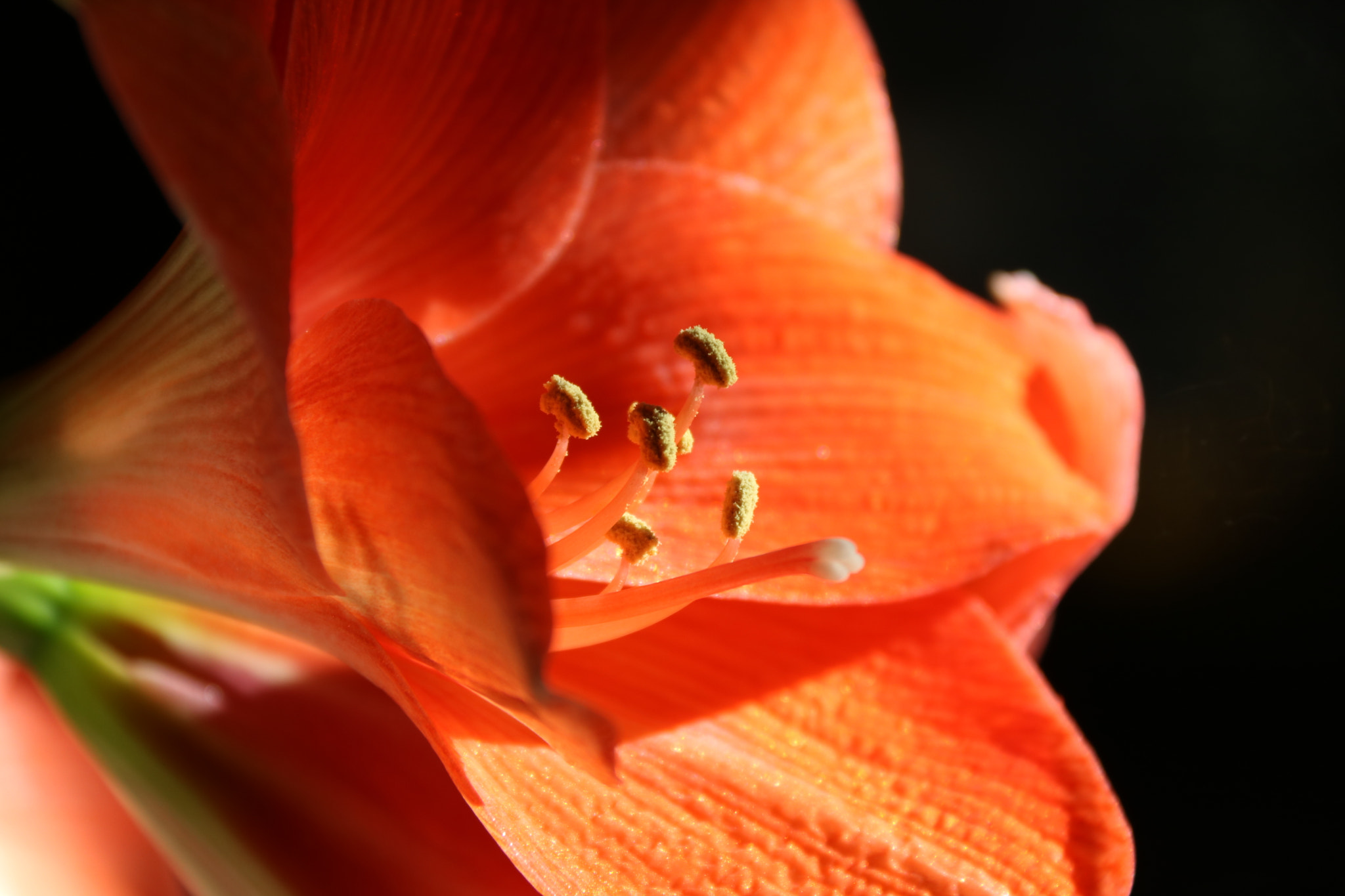 Canon EF-S 18-200mm F3.5-5.6 IS sample photo. Beauty photography