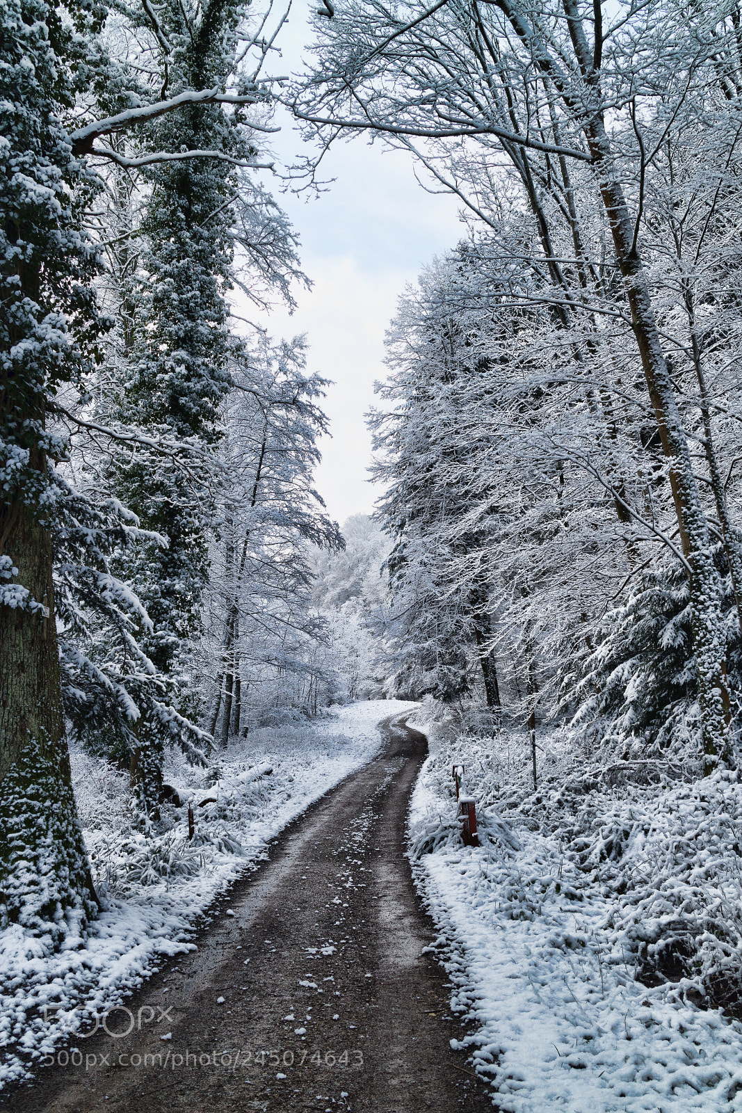 Canon EOS M3 sample photo. Snowy forest road photography