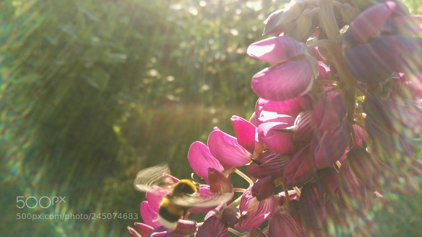 HUAWEI P8 sample photo. Bee photography