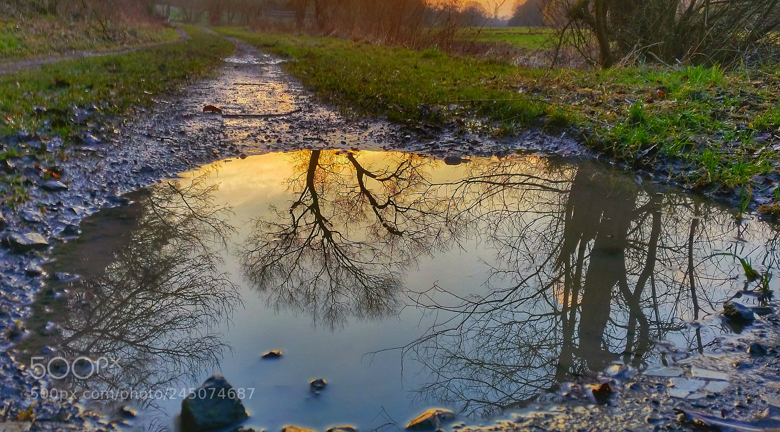 Samsung Galaxy S5 sample photo. Tree on the mirror photography
