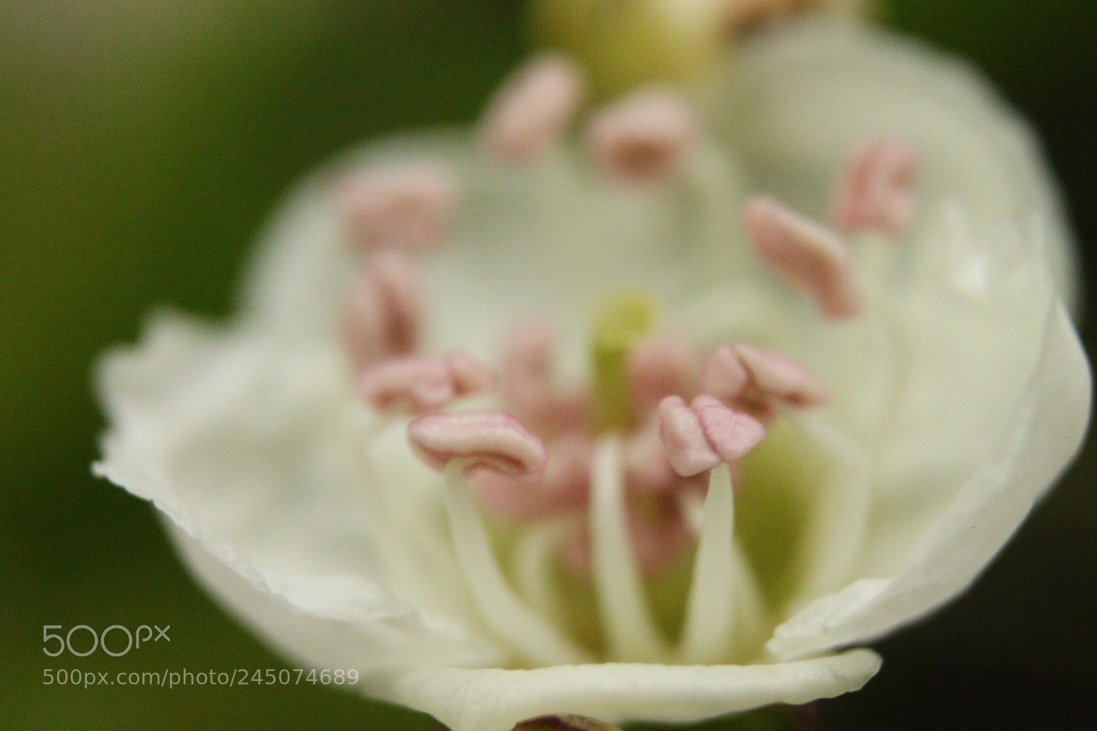 Canon EF-S 18-55mm F3.5-5.6 IS sample photo. Img photography