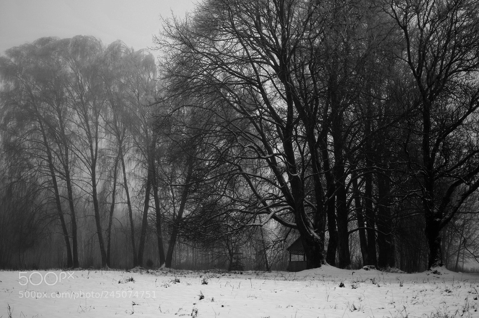 Nikon D300S sample photo. A yearning photography
