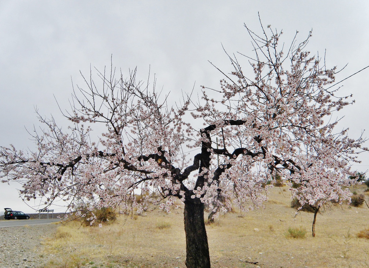 Olympus SP-565UZ sample photo. Almond tree photography
