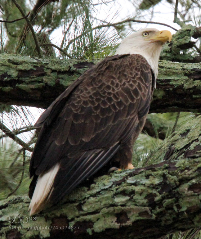 Canon EOS 1300D (EOS Rebel T6 / EOS Kiss X80) sample photo. Fly eagles fly! photography