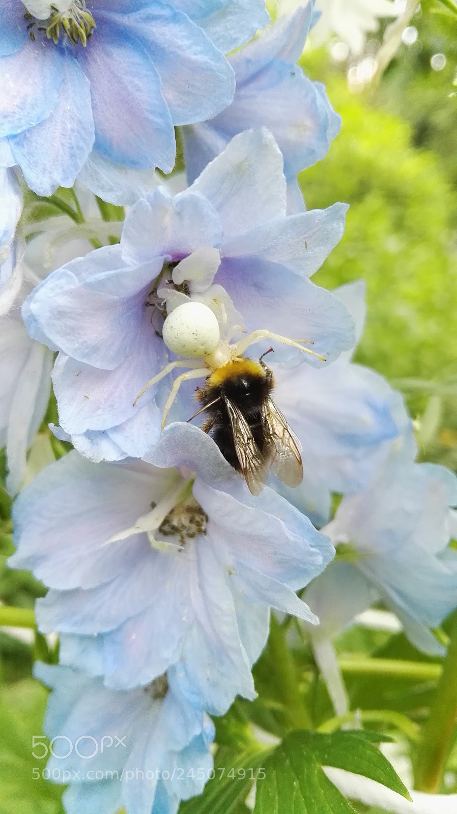HUAWEI P8 sample photo. Too slow to live photography