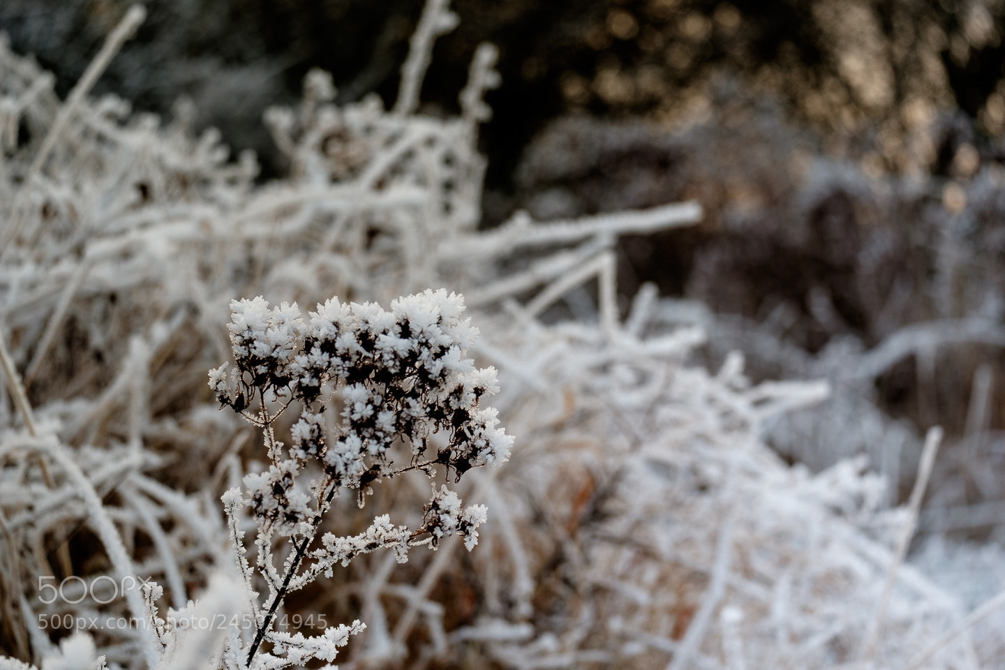 Fujifilm X-T10 sample photo. Untitled photography