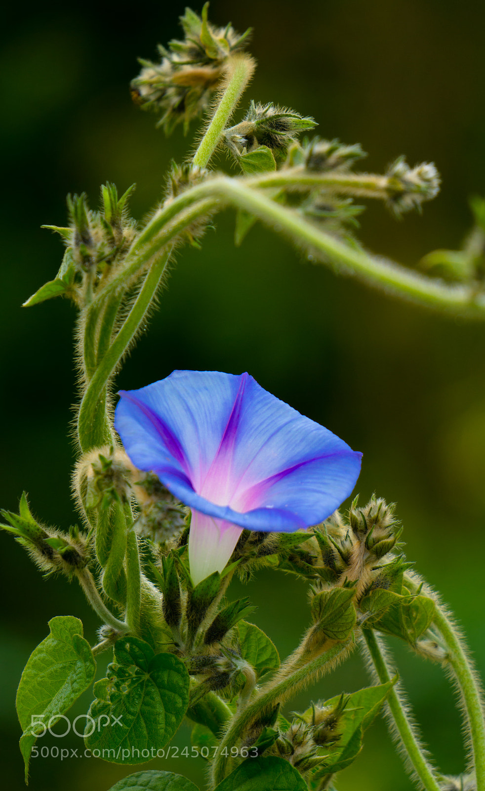 Sony Alpha NEX-5N sample photo. Glowing light blue photography