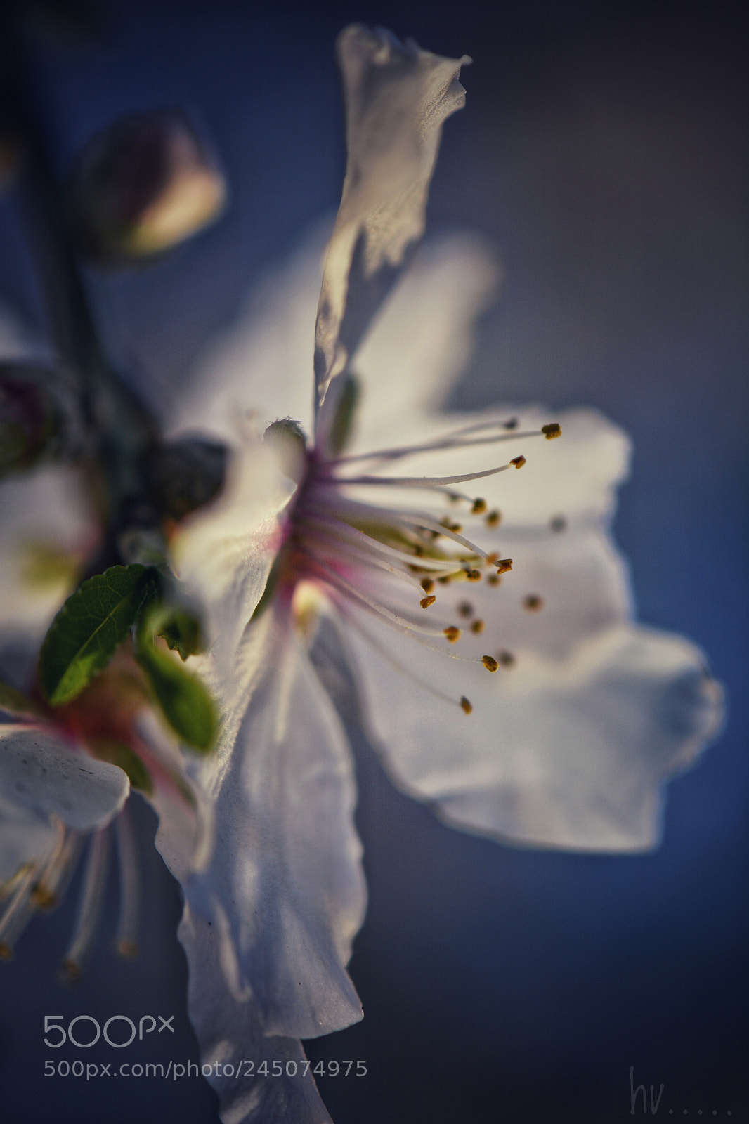 Nikon D7100 sample photo. Untitled photography