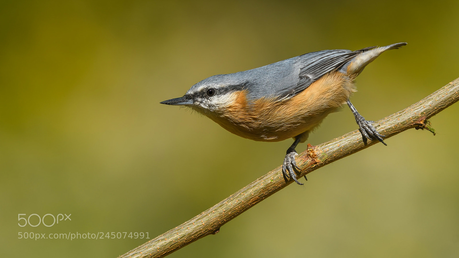 Nikon D500 sample photo. S vac eurasian nuthatch photography