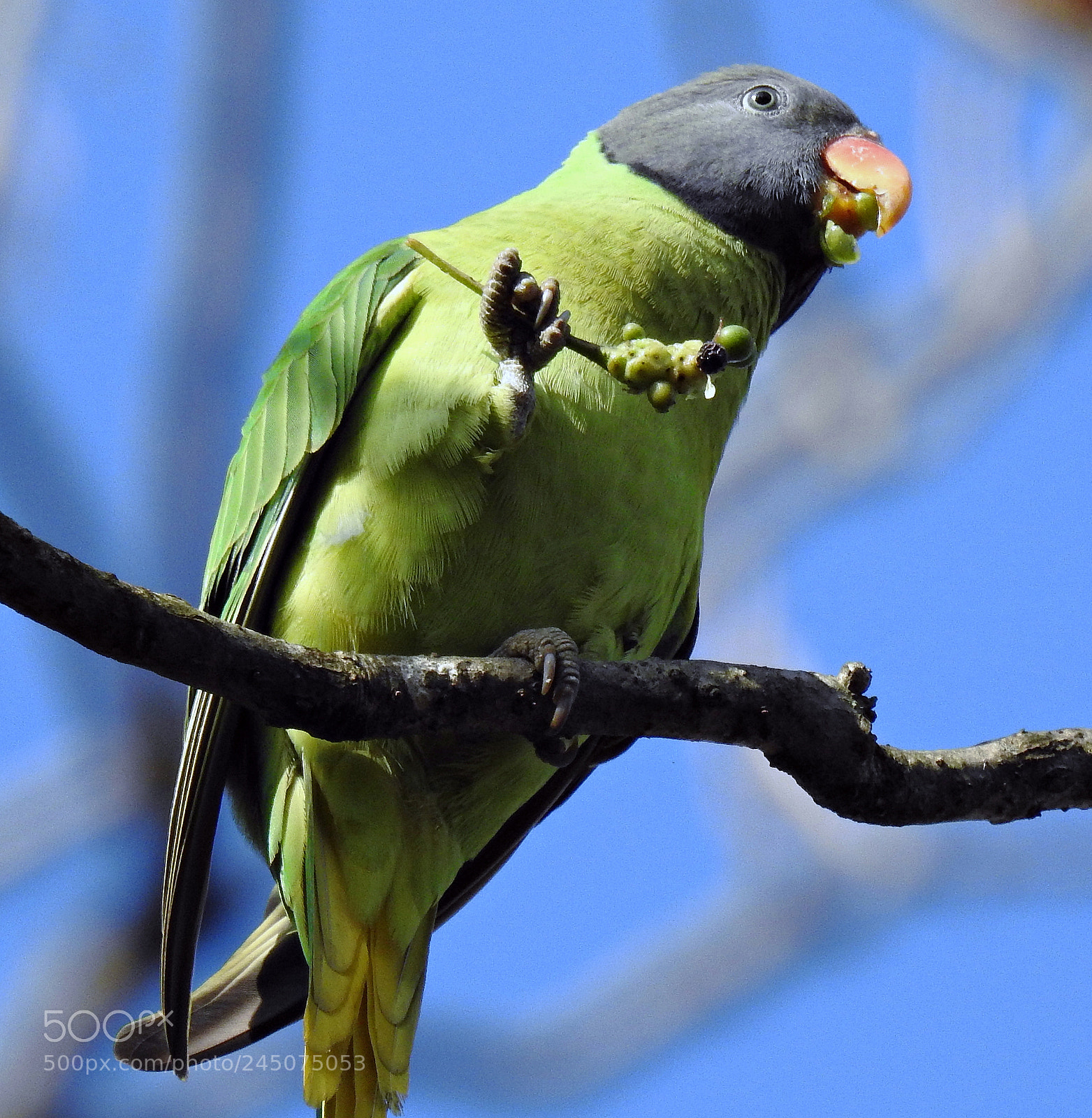 Nikon Coolpix P900 sample photo. Berry eater! photography