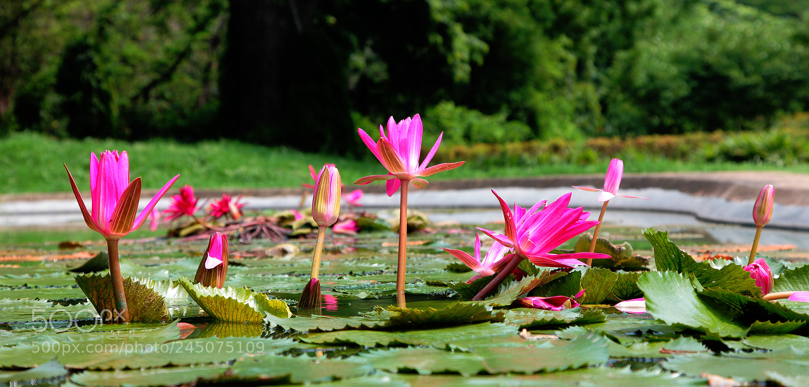 Canon EF 24-105mm F4L IS USM sample photo. Lotus photography