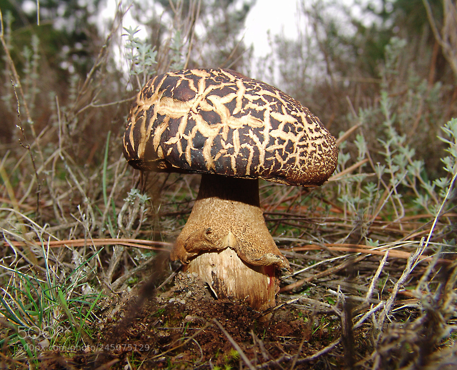 Sony DSC-F828 sample photo. Boletus aereus photography
