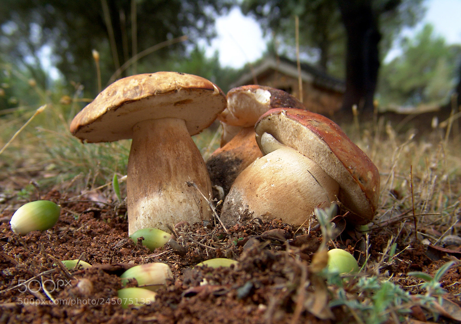 Sony DSC-F828 sample photo. Boletus aereus dsc photography