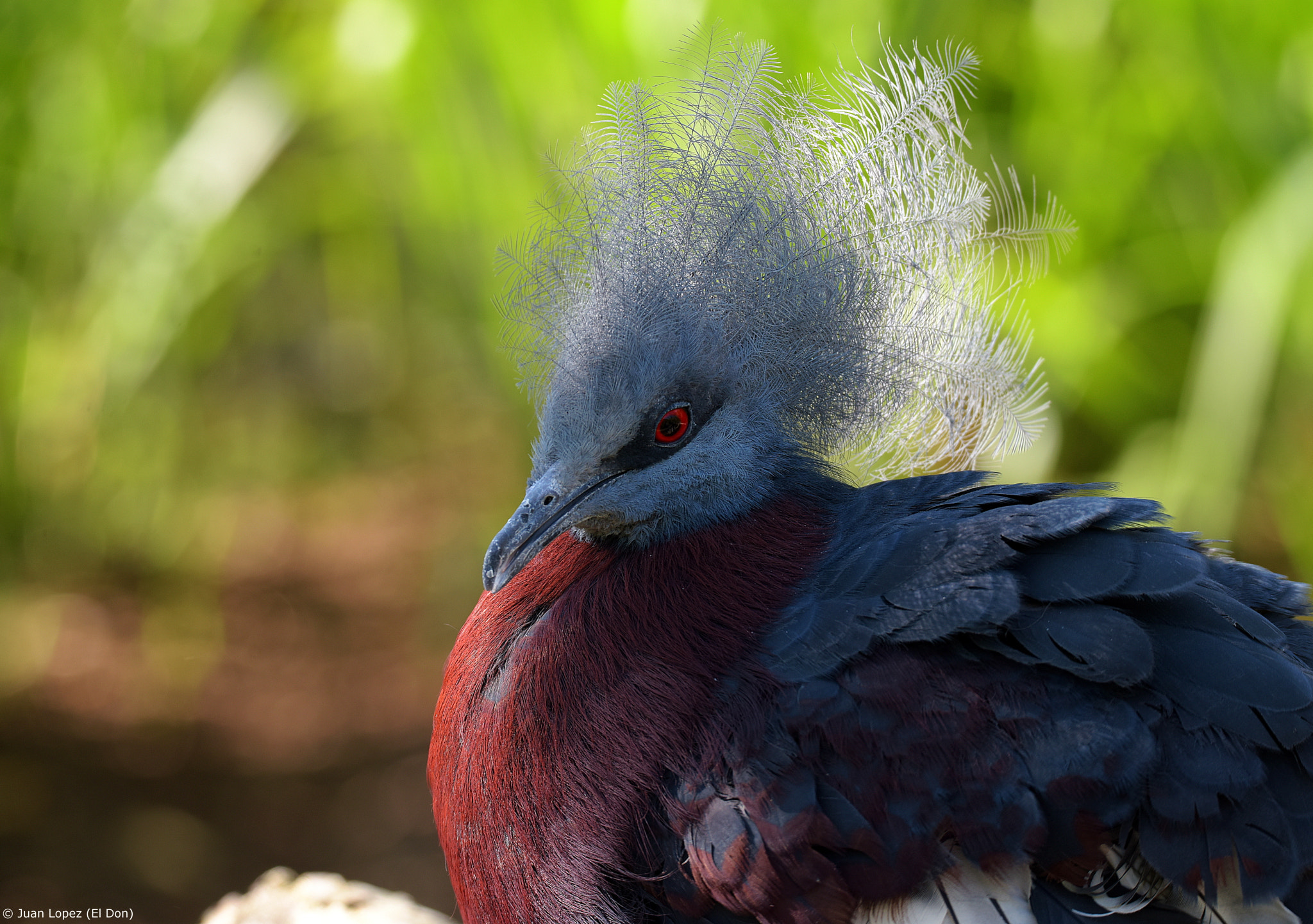 Sigma 150-600mm F5-6.3 DG OS HSM | S sample photo. Bird...nice haircut..!! photography