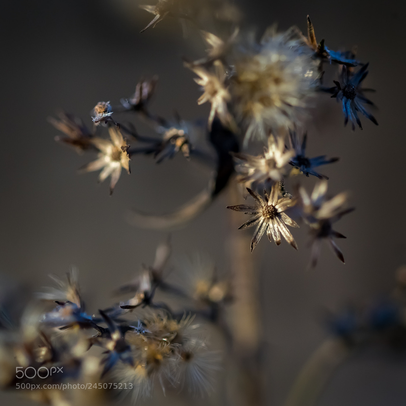 Sony a7 II sample photo. Sunlight photography