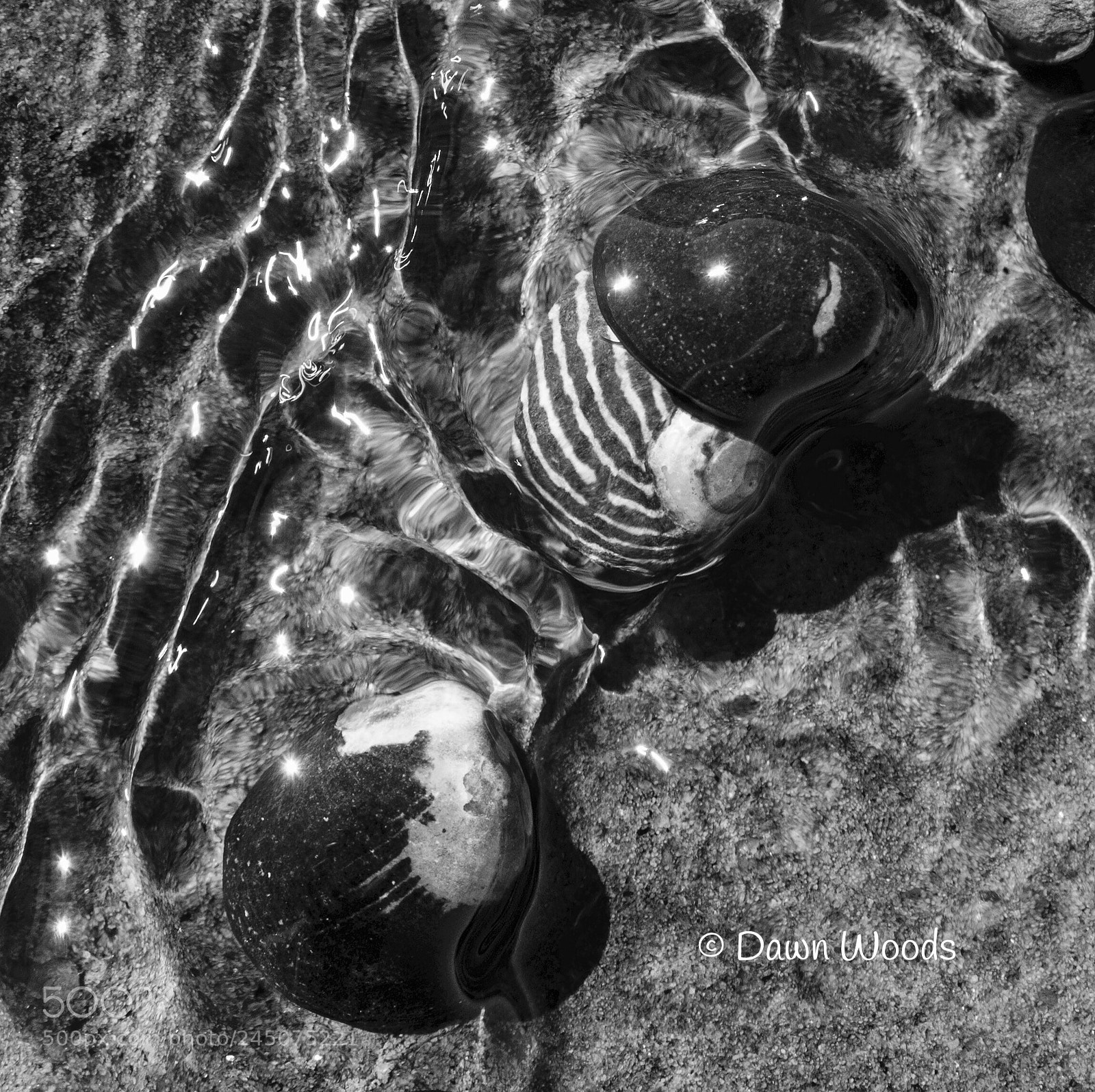 Olympus OM-D E-M1 Mark II sample photo. Life under surface tension photography